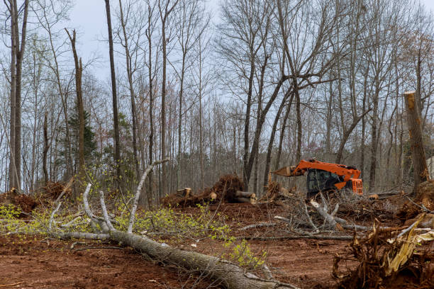 How Our Tree Care Process Works  in  Madison, NC