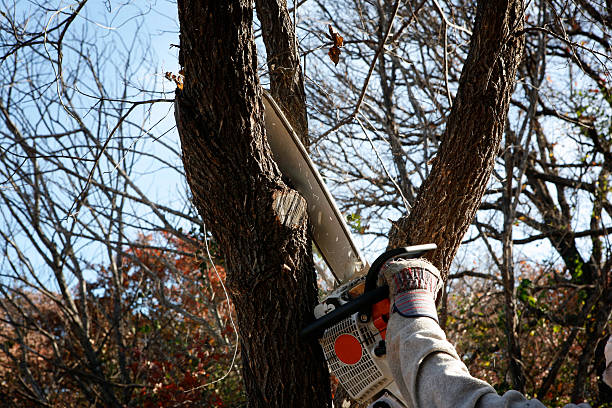 Best Storm Damage Tree Cleanup  in Madison, NC